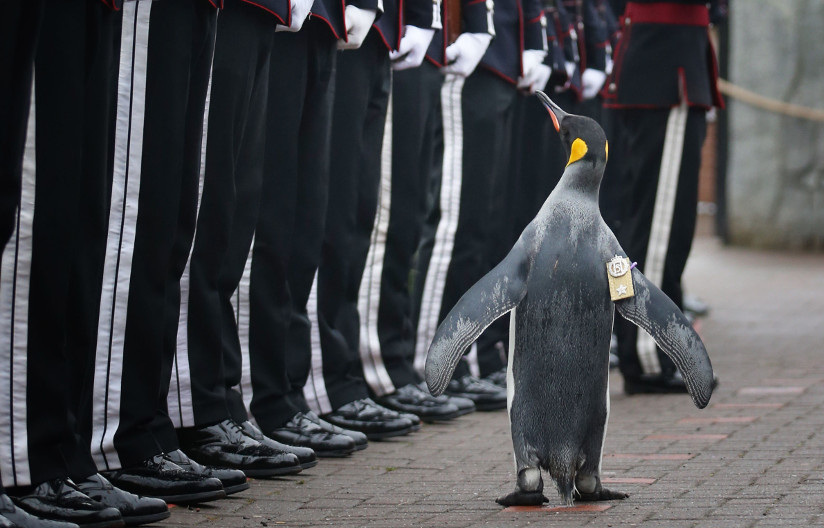 Fotografi av en kongepingvin som inspiserer uniformerte soldater fra Hans Majestets Kongens Garde.