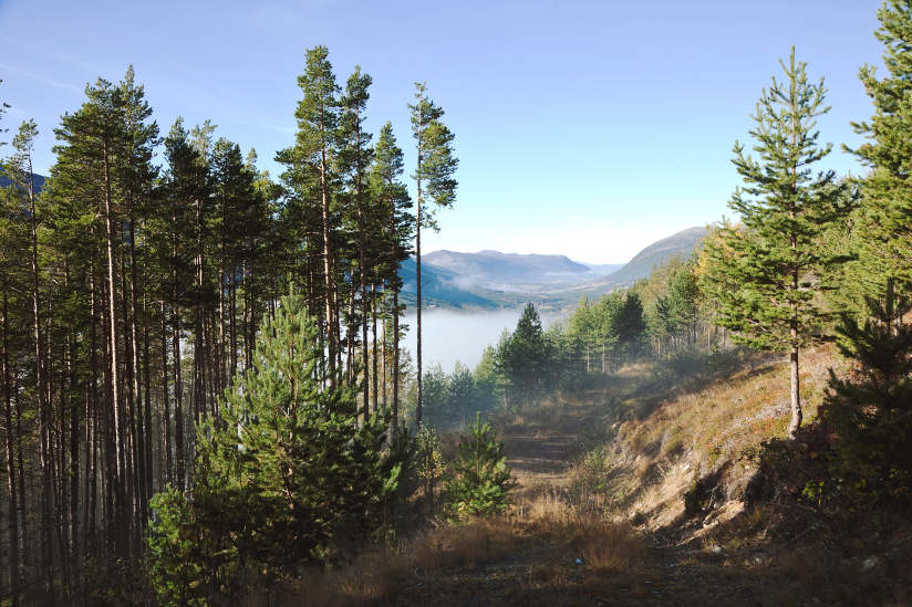 Fotografi av en gammel skogsvei med furutrær på begge sider av veien. I bakgrunn ser vi et tåkelagt dalføre med høye fjell.