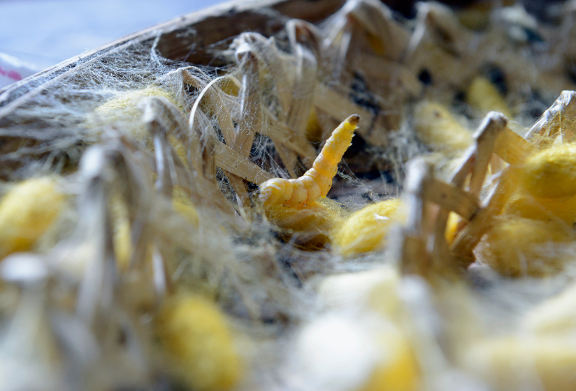 Fotografi med nærblide av en silkeorm og kokonger av råsilke i en kurv.