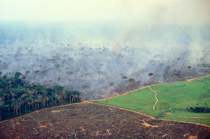 Fotografi av en regnskog i Amazonas som avskoges.
